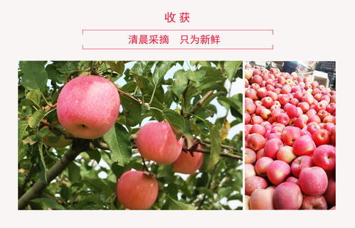 山東煙臺(tái)棲霞紅富士 當(dāng)季新鮮多汁，糖心甜脆團(tuán)購(gòu)批發(fā)一箱包郵