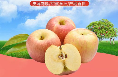 山西高原紅富士 探秘脆甜冰糖心蘋(píng)果的獨(dú)特魅力與批發(fā)優(yōu)勢(shì)